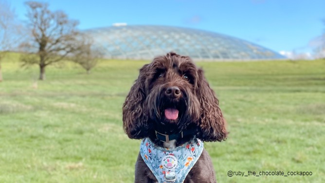 Dog Friendly things to do